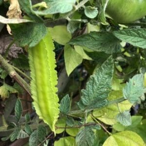 Fresh winged beans growing on a vine among green leaves.