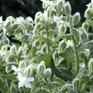 Close-up of fuzzy green leaves with small white flowers.