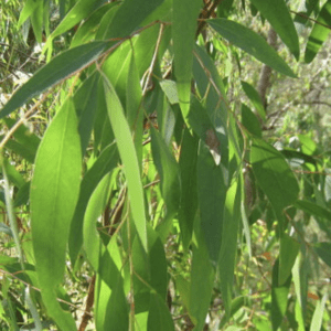 Close-up of green willow leaves on branches in sunlight.