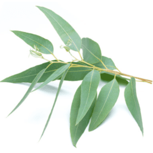 A branch with green eucalyptus leaves on a white background.