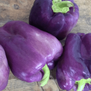 Three vibrant purple bell peppers on a wooden surface.