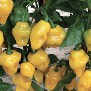 Bright yellow habanero peppers hanging on the plant.
