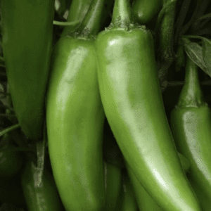 Fresh green chili peppers closely packed together.