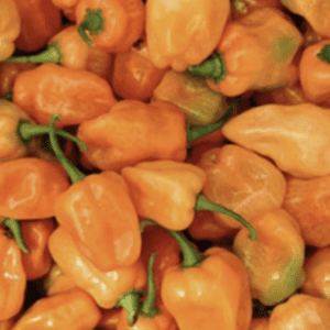 A pile of fresh orange habanero peppers with green stems.