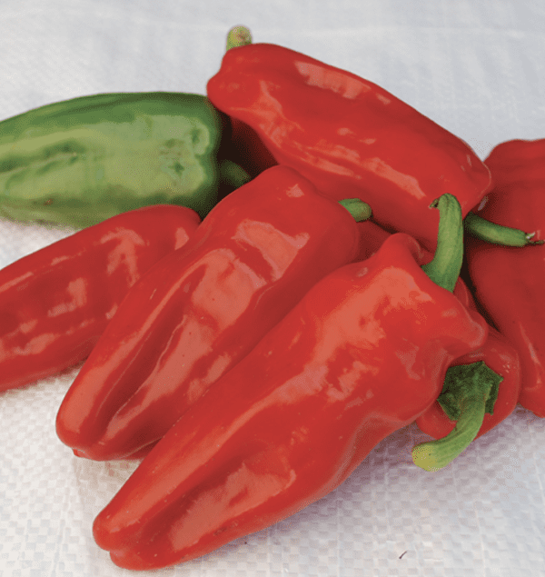 Pepper - Hot - Aleppo (3.25" pot)