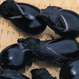 Close-up of glossy black beetles clustered together on a textured surface.