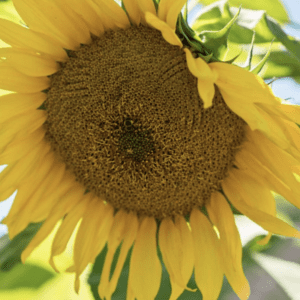 Close-up of a vibrant sunflower with detailed seeds and petals.