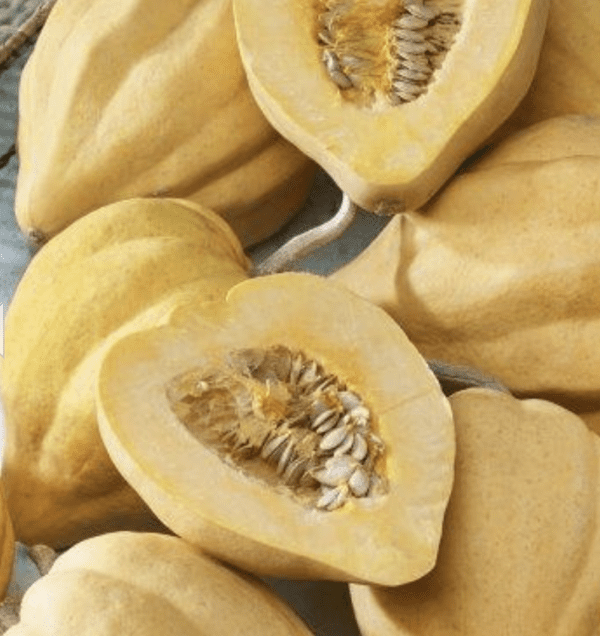 Squash - Winter - Thelma Sanders (3.25" pot)