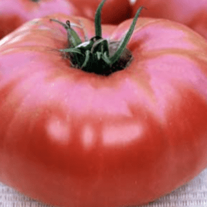 Close-up of a ripe red tomato with green stem.