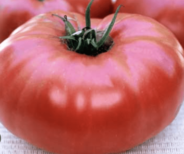 Tomato - Stump of the World (3.25" pot)