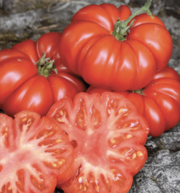 Tomato - Costoluto Fiorentino (3.25" pot)