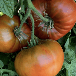 Close-up of ripe heirloom tomatoes on the vine.