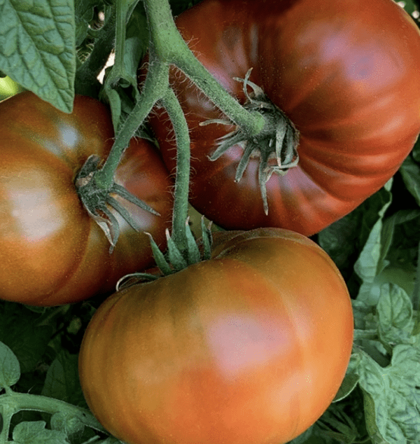 Tomato - Dwarf - Tasmanian Chocolate (3.25" pot)