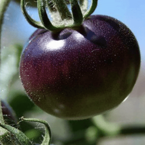 A ripe purple tomato growing on the vine outdoors.