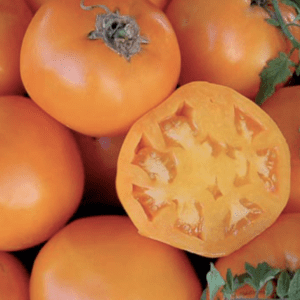 Bright orange persimmons, one cut open to show the star-shaped interior.