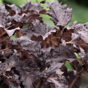 Close-up of dark purple Heuchera plant leaves in a garden.