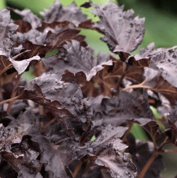 Basil - Purple Ruffles (3.25" pot)
