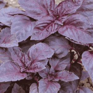 Close-up of purple and pink variegated basil leaves.