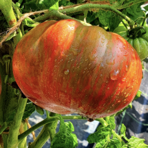 A ripe pumpkin hanging on a vine outdoors.