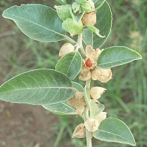 Green leafy plant with small yellow flowers and some brown buds.