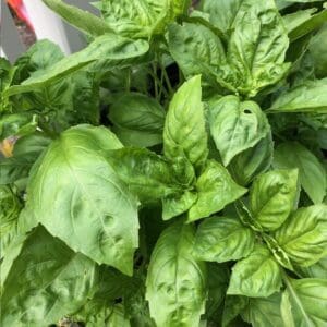 Fresh green basil leaves growing densely.