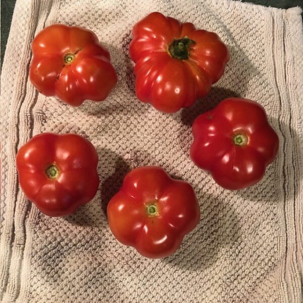 Tomato - Costoluto Fiorentino (3.25" pot) - Image 3