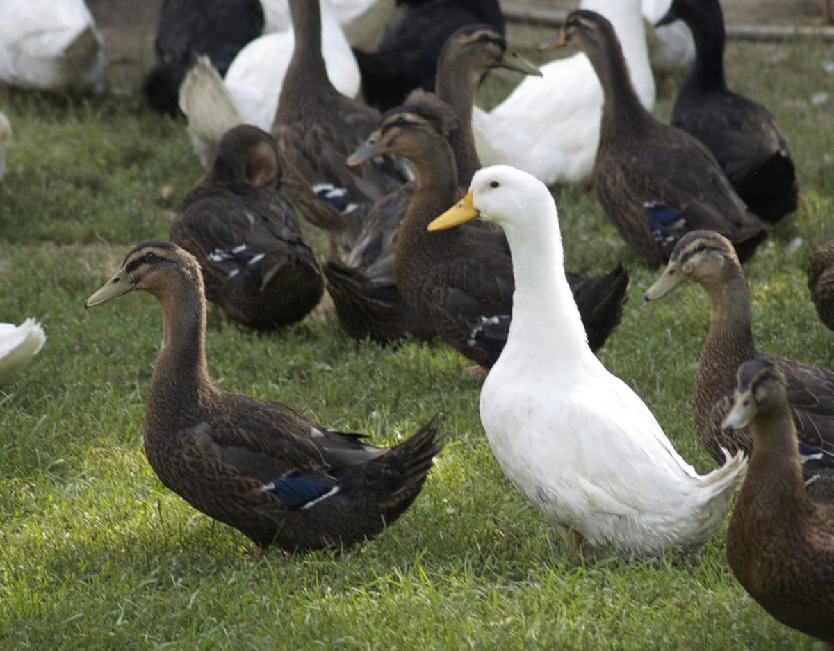A group of ducks and a white goose on the grass.
