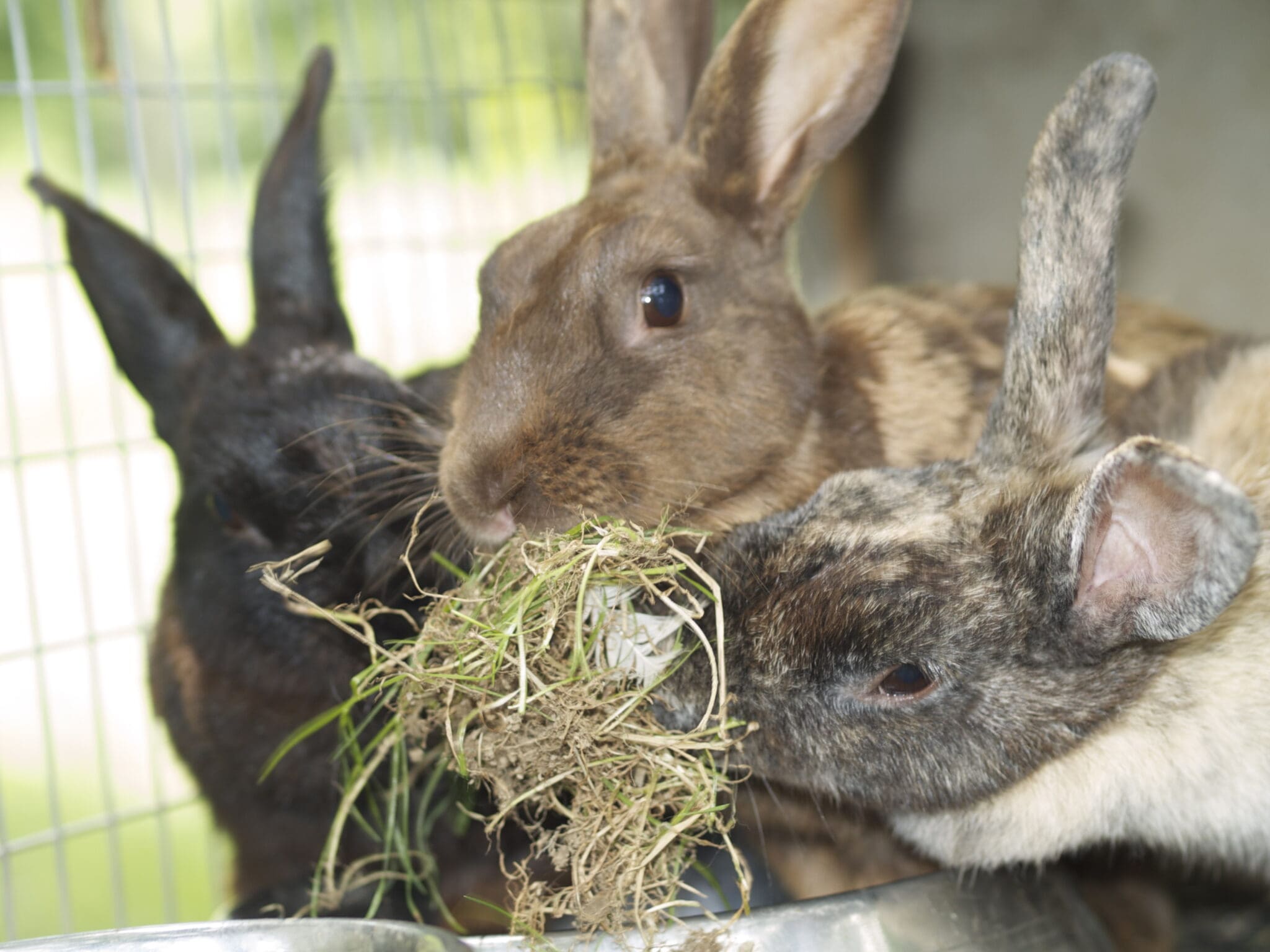 Three rabbits nibbling on hay together.