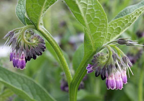 Comfrey flowers on the plant on the display of the website