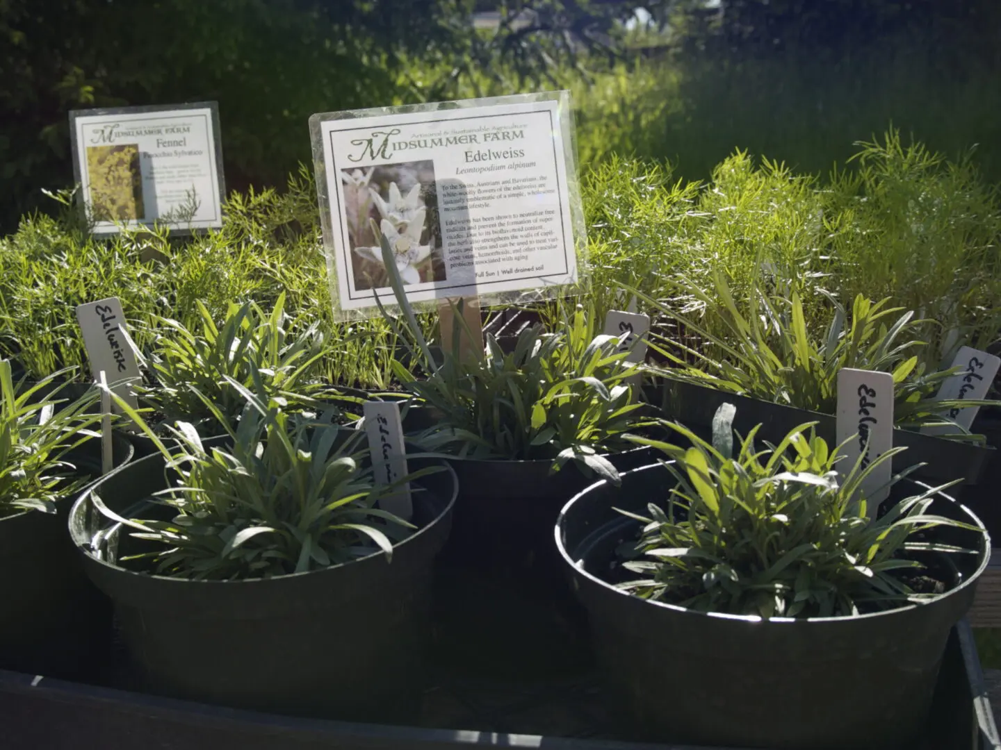Edelweiss plants on the display of the website