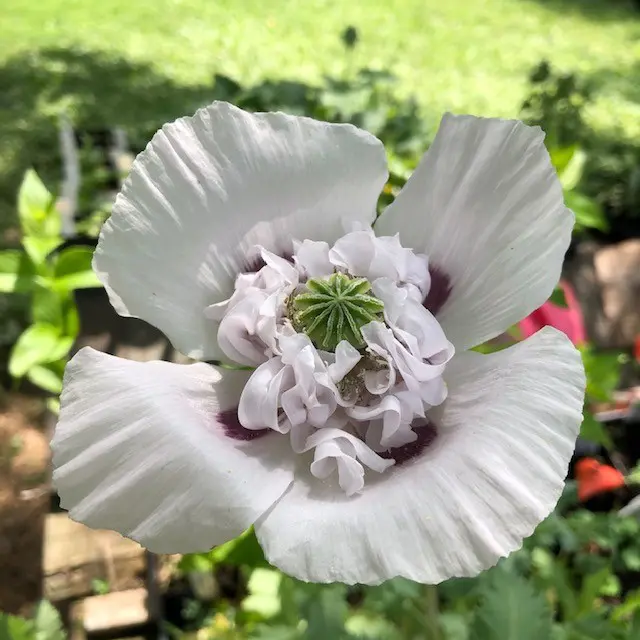Opium poppy flower on the display of the website