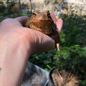 Closeup of a frog on the palm of a person