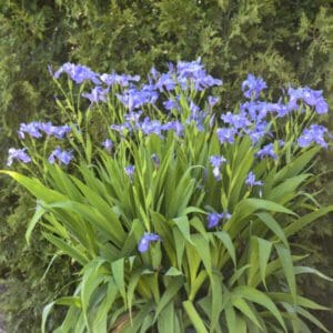 Cluster of purple iris flowers blooming with green leaves.