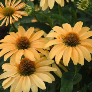 Close-up of yellow coneflowers with green foliage.