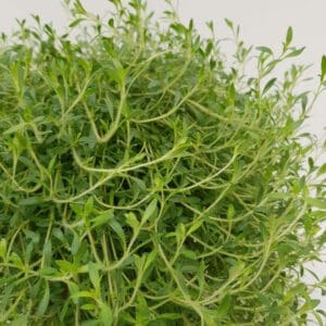 Close-up of fresh green thyme herbs with delicate leaves.