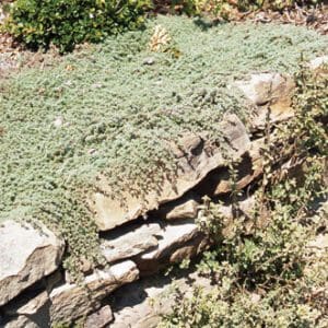 Green leafy ground cover growing over a stone wall outdoors.