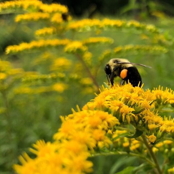 a Bumblebee sitting on the yellow flowers