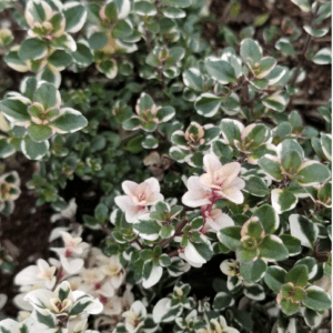 Pink flowers blooming amidst variegated green and white leaves.