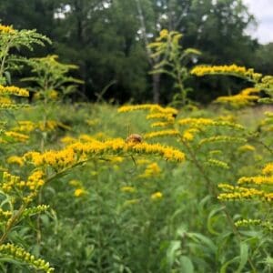 honeybee on goldenrod out in yellow field