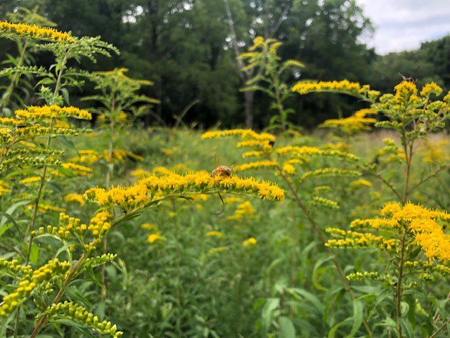 honeybee on goldenrod out in yellow field
