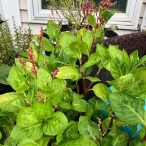 Green plants with some dried flower buds in a garden bed.