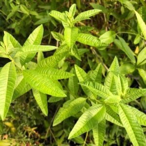 Close-up of vibrant green leaves with detailed veins in natural light.