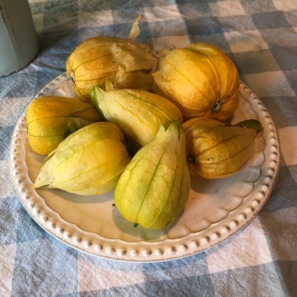 Husk Tomato - Tomatillo - Queen of Malinalco - Image 4
