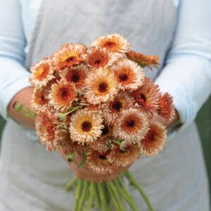Person holding a bouquet of orange and peach gerbera daisies.