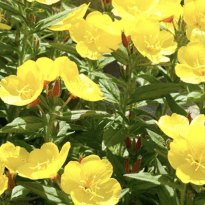 Bright yellow flowers blooming amidst green foliage.