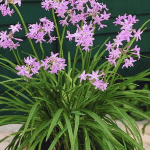 A vibrant cluster of purple flowers with long green leaves in a pot.
