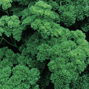 Close-up of fresh curly parsley leaves in vibrant green.