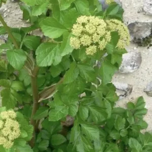 Green plant with clusters of small yellowish flowers near a stone wall.