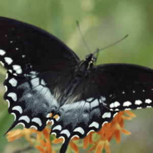 A black and white butterfly perched on orange flowers.