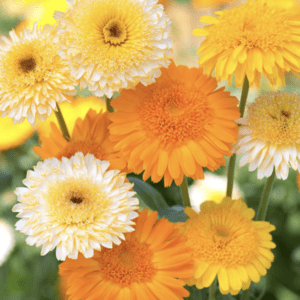 Bright yellow and orange flowers in full bloom.
